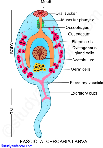 Fasciola hepatica, life cycle in sheep, life cycle in snail, Myracidium larva, sporocyst, redia, cercaria, metacercaria	